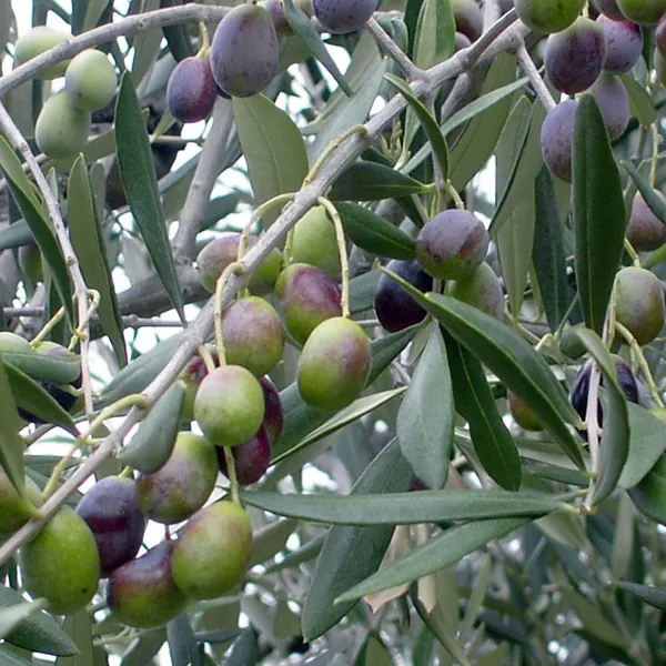 Rami di ulivo con olive mature